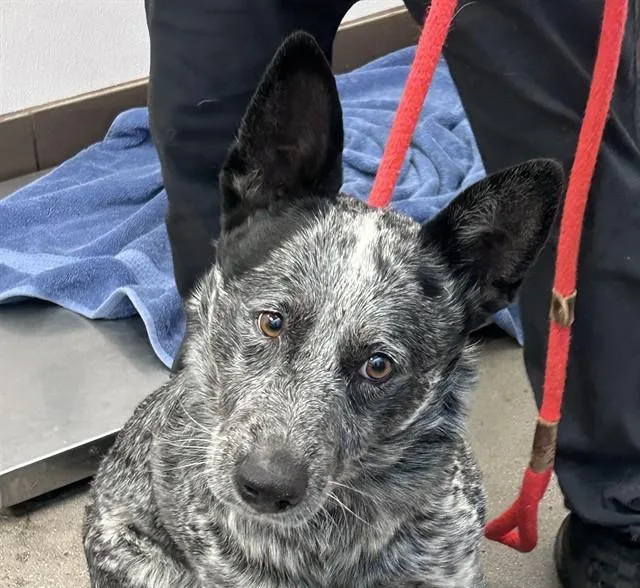 An adult medium-sized male Australian Cattle Dog / Blue Heeler dog named Shoebox for adoption in Tucson, AZ