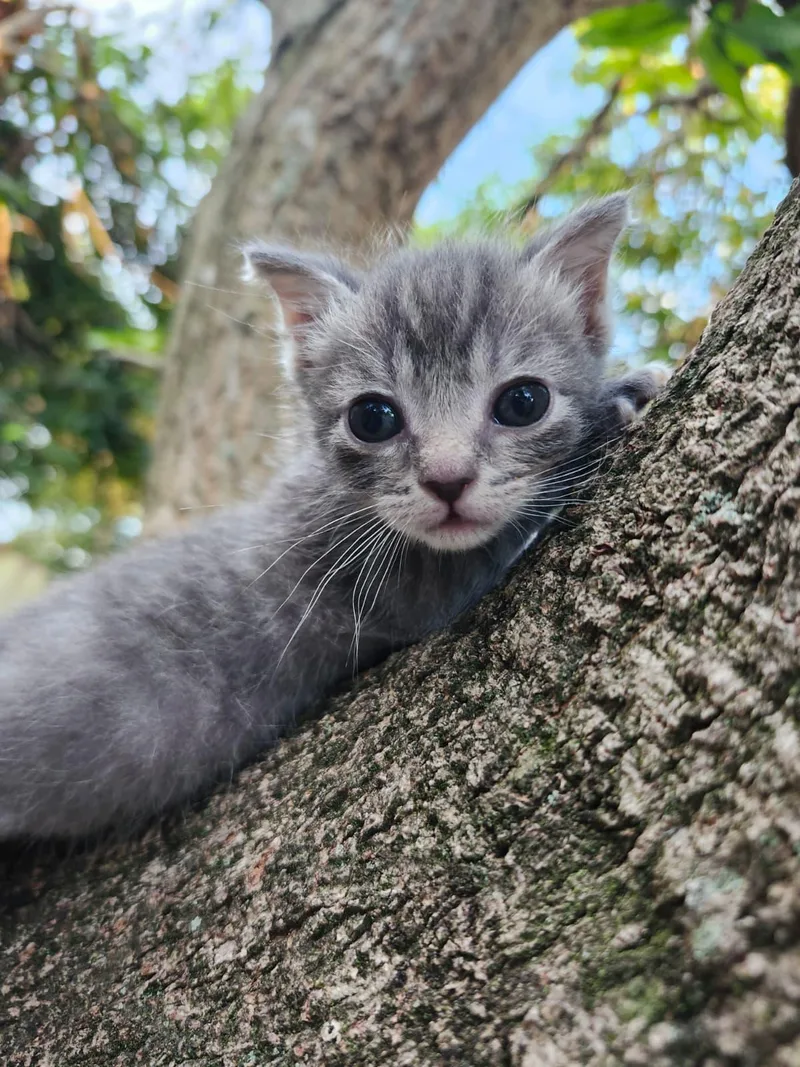 A baby medium-sized female Gray & White Domestic Short Hair cat named Nancy for adoption in Sunrise, FL