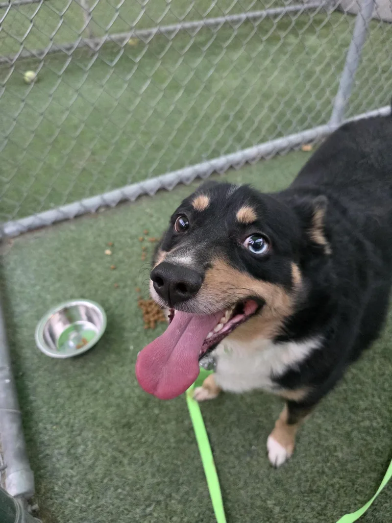 An adult medium-sized male Black Australian Shepherd dog named Azul for adoption in Fort Collins, CO