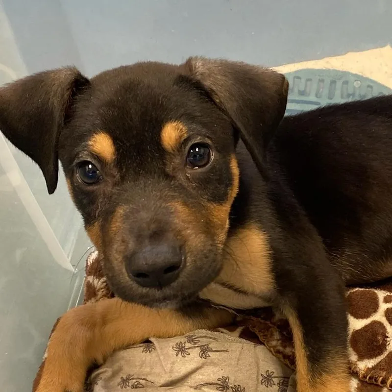 A baby small-sized male Black Mixed Breed dog named Rocko Kyi for adoption in Memphis, TN