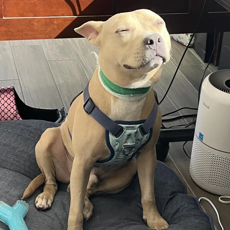 An adult medium-sized male Yellow / Tan / Blond / Fawn Terrier dog named Kenny for adoption in Jupiter, FL