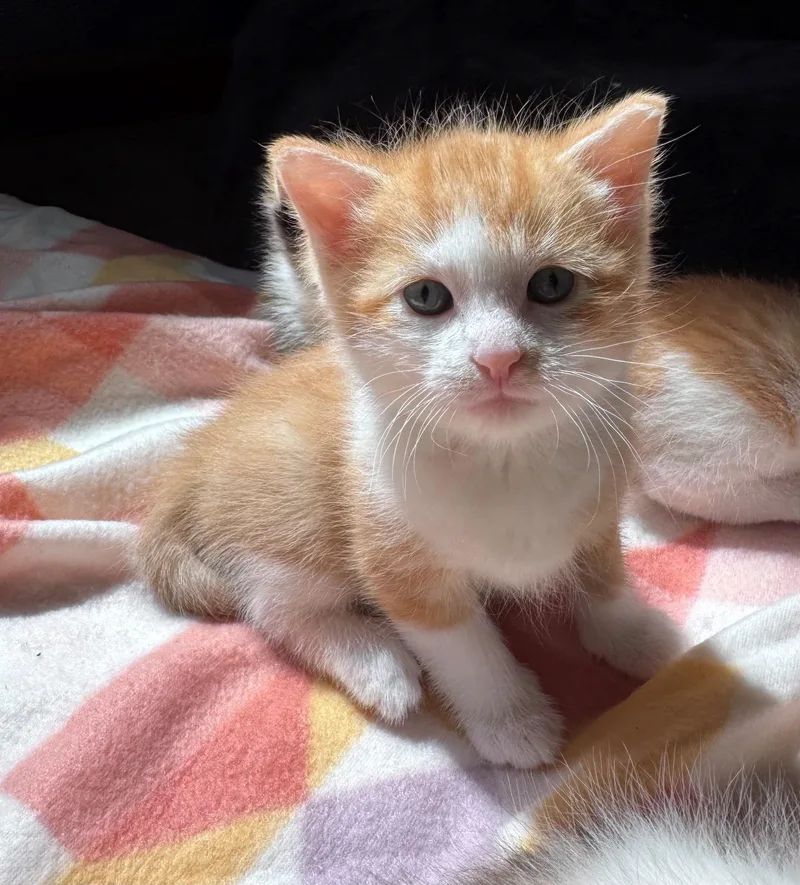 A baby medium-sized female Orange & White Domestic Short Hair cat named Finn for adoption in Mason City, IA
