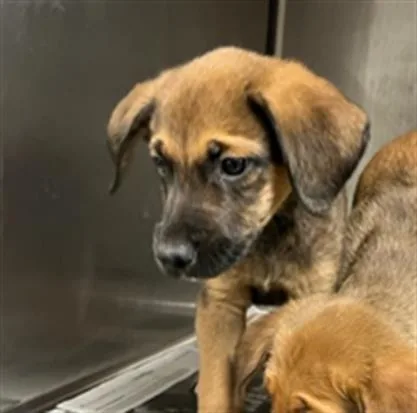 A young medium-sized male Belgian Shepherd / Malinois dog named Kobe for adoption in Van Nuys, CA