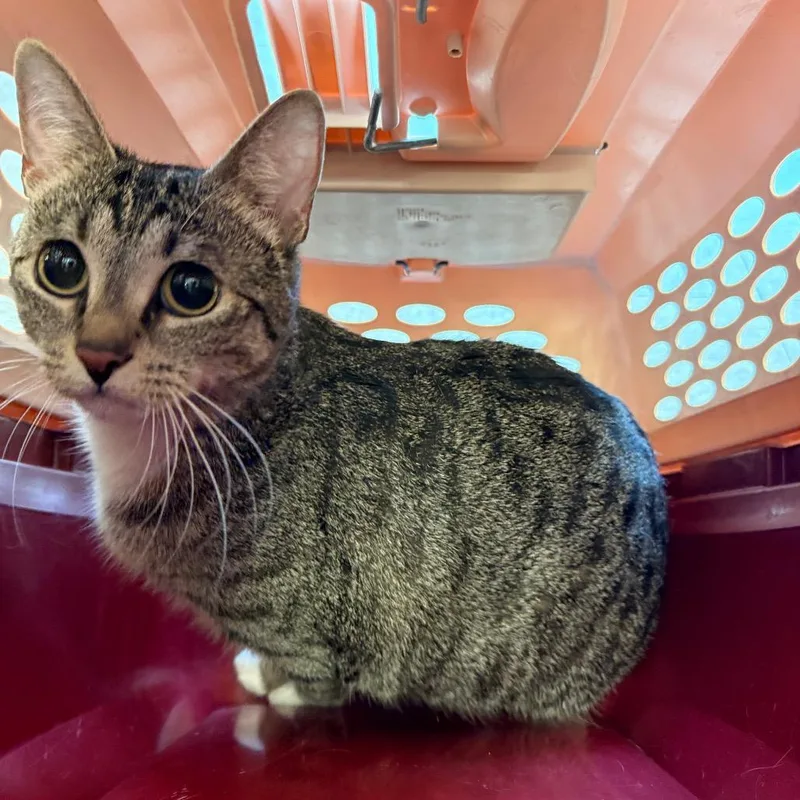 An adult large-sized female Brown / Chocolate Domestic Short Hair cat named Lightning for adoption in Birmingham, AL