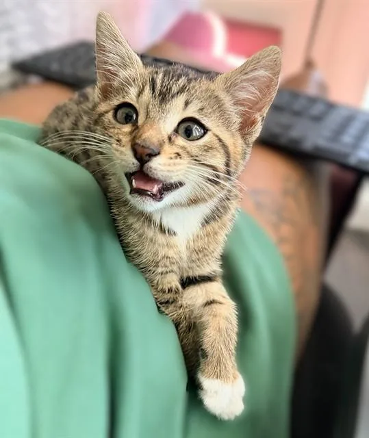 A baby small-sized female Domestic Short Hair cat named Suki for adoption in Sacramento, CA