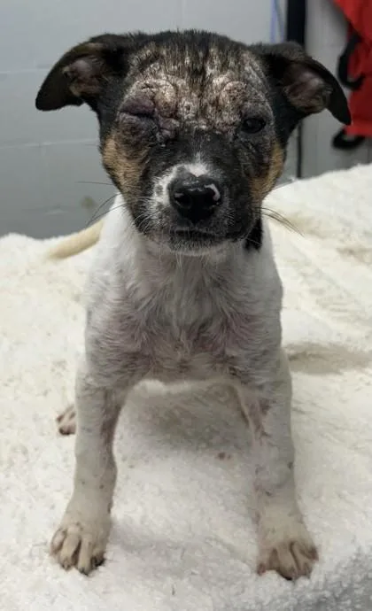 J`quailyn thumbnail 2