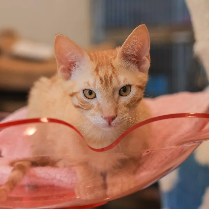 A baby small-sized male Orange / Red Domestic Short Hair cat named Texas for adoption in Los Angeles, CA
