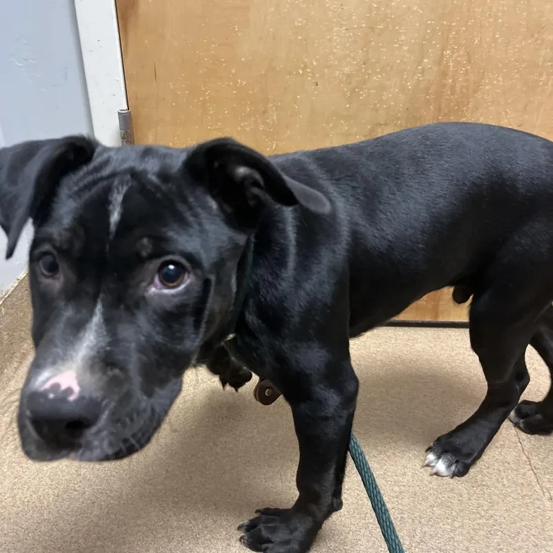 A baby medium-sized male Black Mixed Breed dog named Kip for adoption in Chattanooga, TN