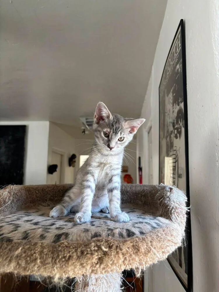 A baby small-sized female Tabby (Brown / Chocolate) Domestic Short Hair cat named Loretta for adoption in Albuquerque, NM