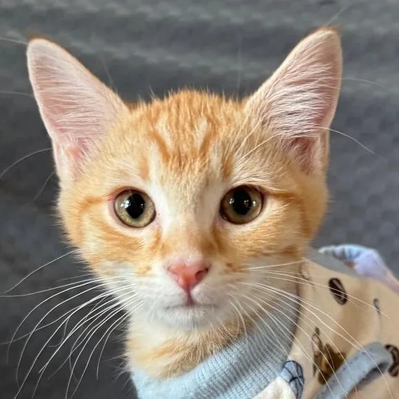 A baby small-sized female Orange / Red Domestic Short Hair cat named Spike for adoption in Laramie, WY
