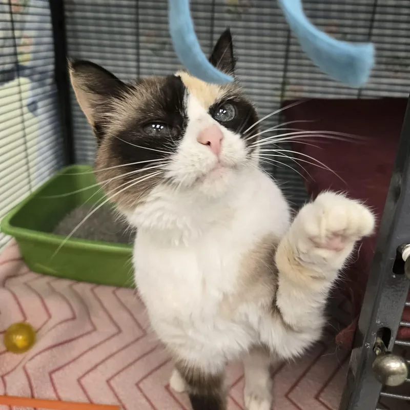 A senior medium-sized female Dilute Calico Domestic Short Hair cat named Applesauce for adoption in Martinsville, IN
