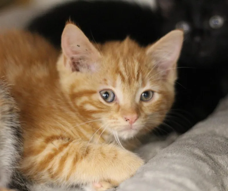 A baby small-sized female Domestic Short Hair cat named Leia for adoption in Rockford, IL