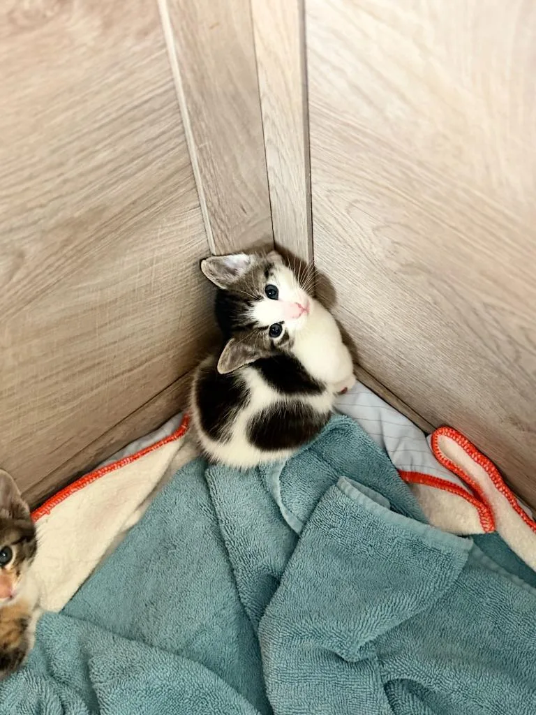 A baby small-sized male Domestic Short Hair cat named Sox for adoption in Algona, IA