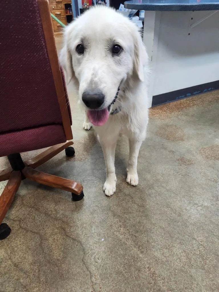 A young large-sized female Great Pyrenees dog named Freya for adoption in Brownwood, TX