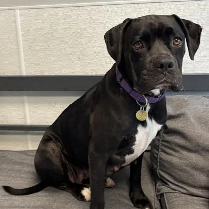 An adult medium-sized female Black Mixed Breed dog named Persephone for adoption in Lansing, MI