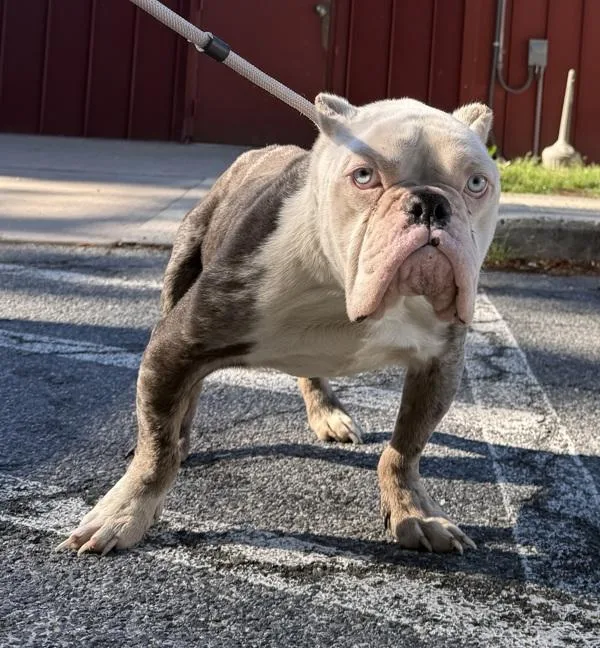 An adult small-sized male English Bulldog dog named Gandalf The Warthog for adoption in Salisbury, MD