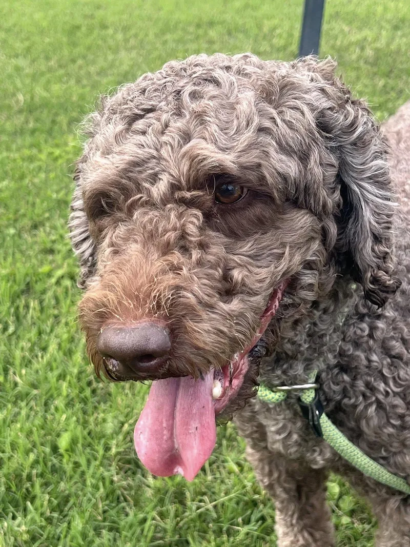 Winston