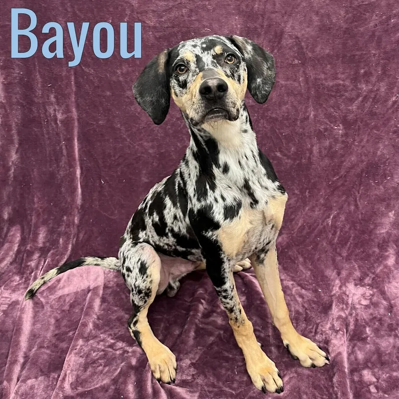 Bayou