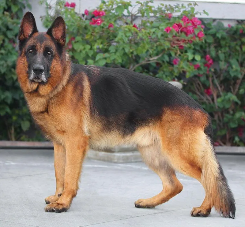 Samson Von Solingen thumbnail 3