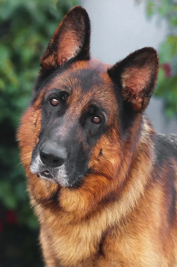 Samson Von Solingen thumbnail 4