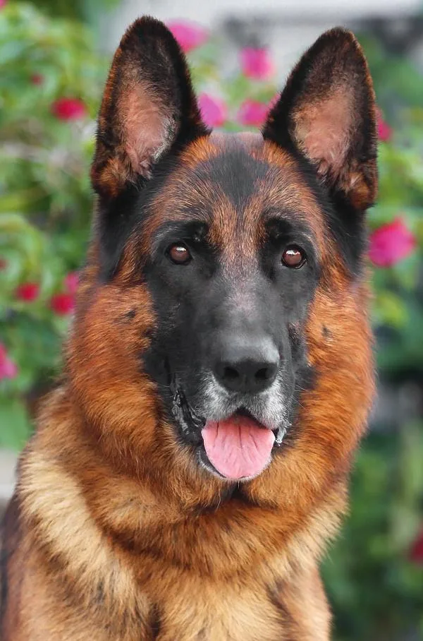 Samson Von Solingen thumbnail 5