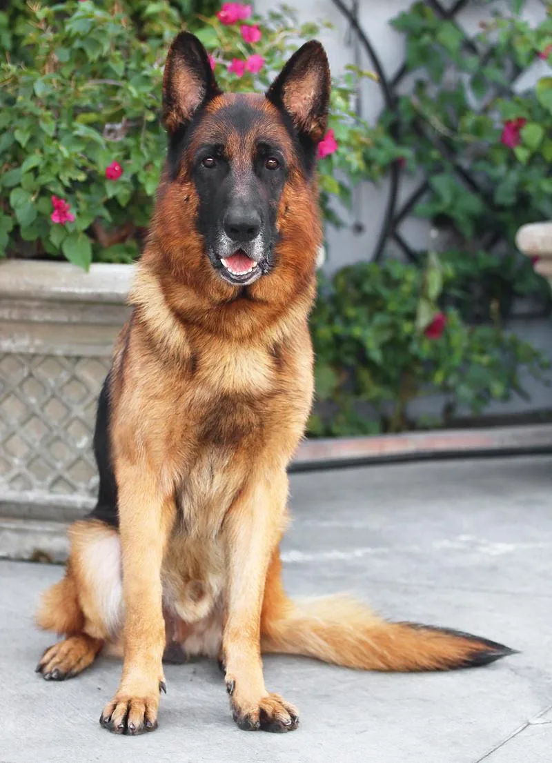 Samson Von Solingen thumbnail 6