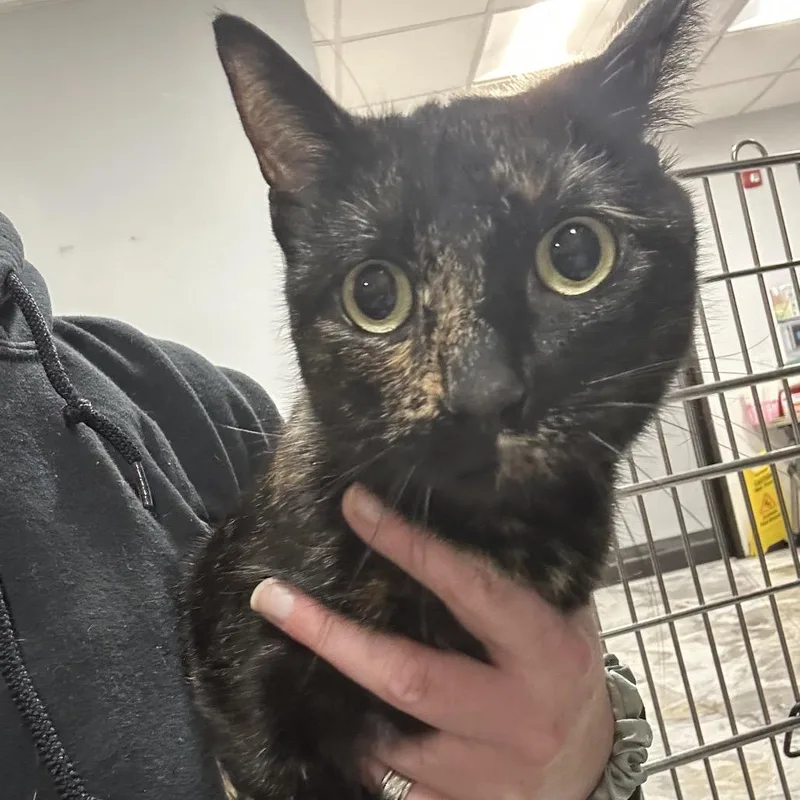 A baby small-sized female Tortoiseshell Domestic Short Hair cat named Lammie for adoption in Newark, NJ