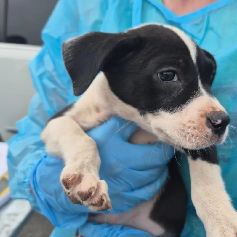 A baby small-sized female Black Mixed Breed dog named Capri for adoption in Corinth, MS
