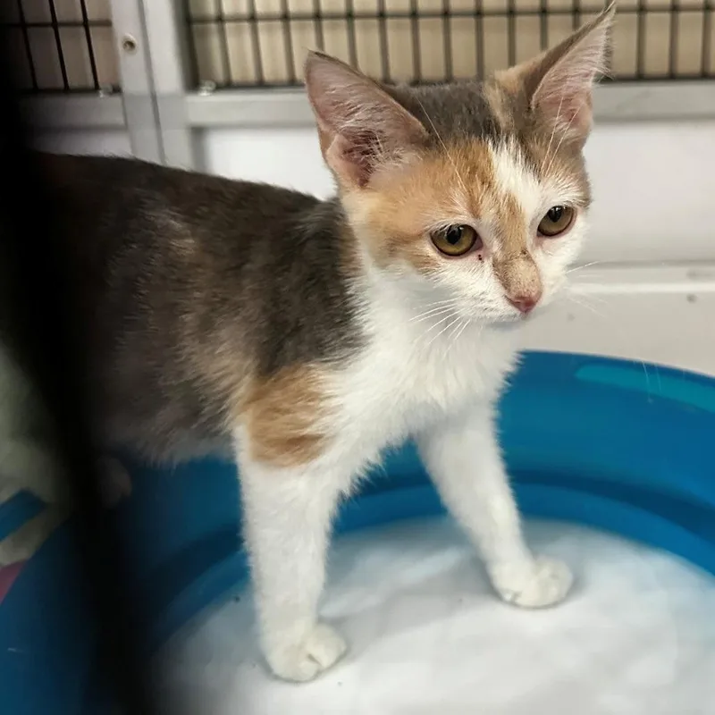 A baby small-sized female White Domestic Short Hair cat named Daffodil for adoption in Monticello, IL