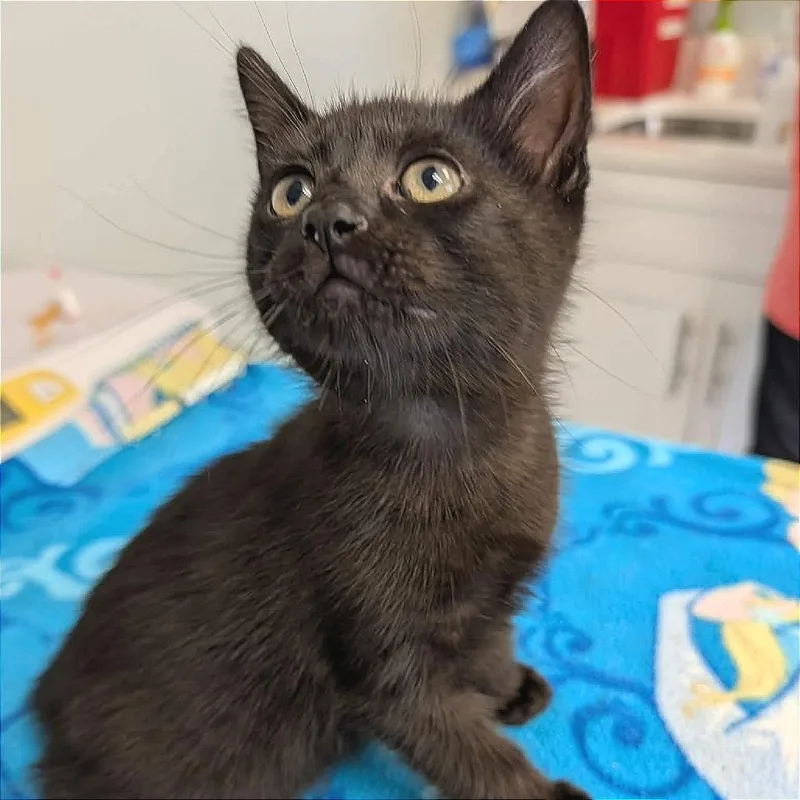 A baby small-sized male Domestic Short Hair cat named Moscow Mule for adoption in Cumming, GA