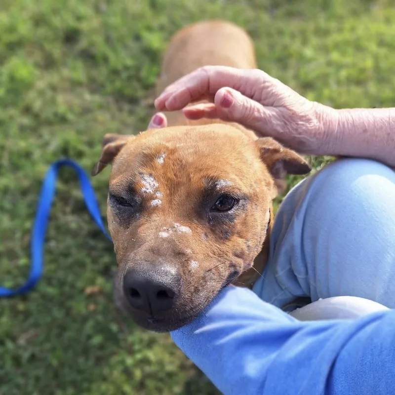 Seraphina thumbnail 2