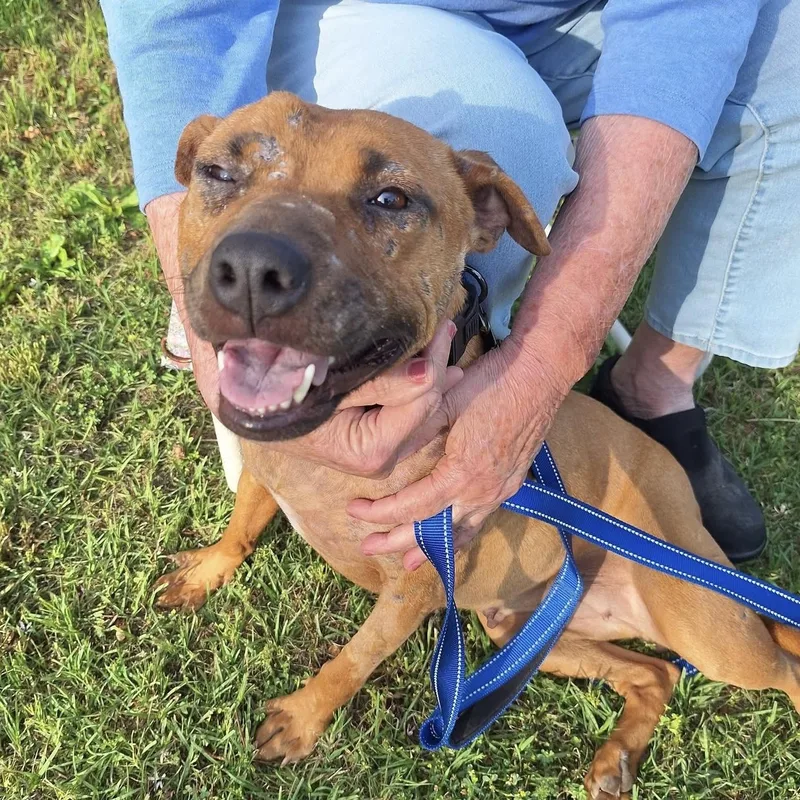 An adult medium-sized female Black Pit Bull Terrier dog named Seraphina for adoption in Columbia, SC