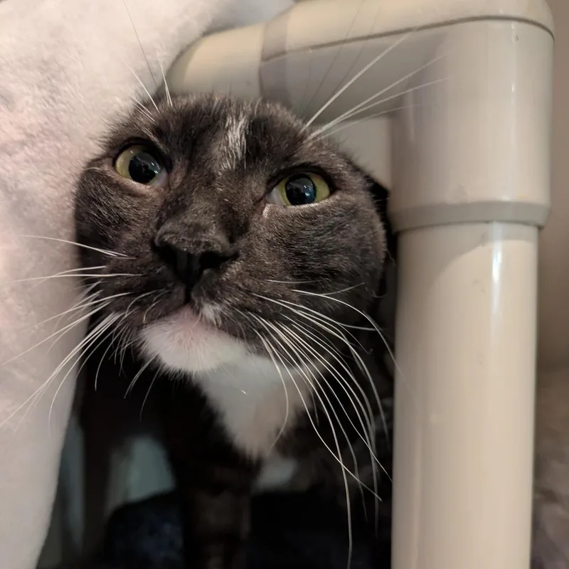 An adult medium-sized male Smoke Domestic Short Hair cat named Padfoot for adoption in South Burlington, VT