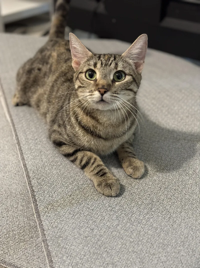A young medium-sized female Torbie Domestic Short Hair cat named Clover for adoption in Youngtown, AZ