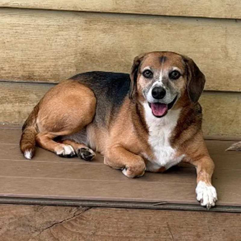 An adult medium-sized female Tricolor (Brown, Black, & White) Beagle dog named Bella & Lola for adoption in London, OH