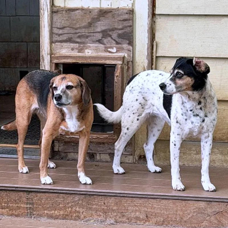 Bella & Lola thumbnail 6