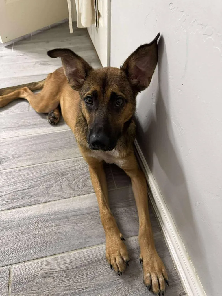 Clifford thumbnail 2