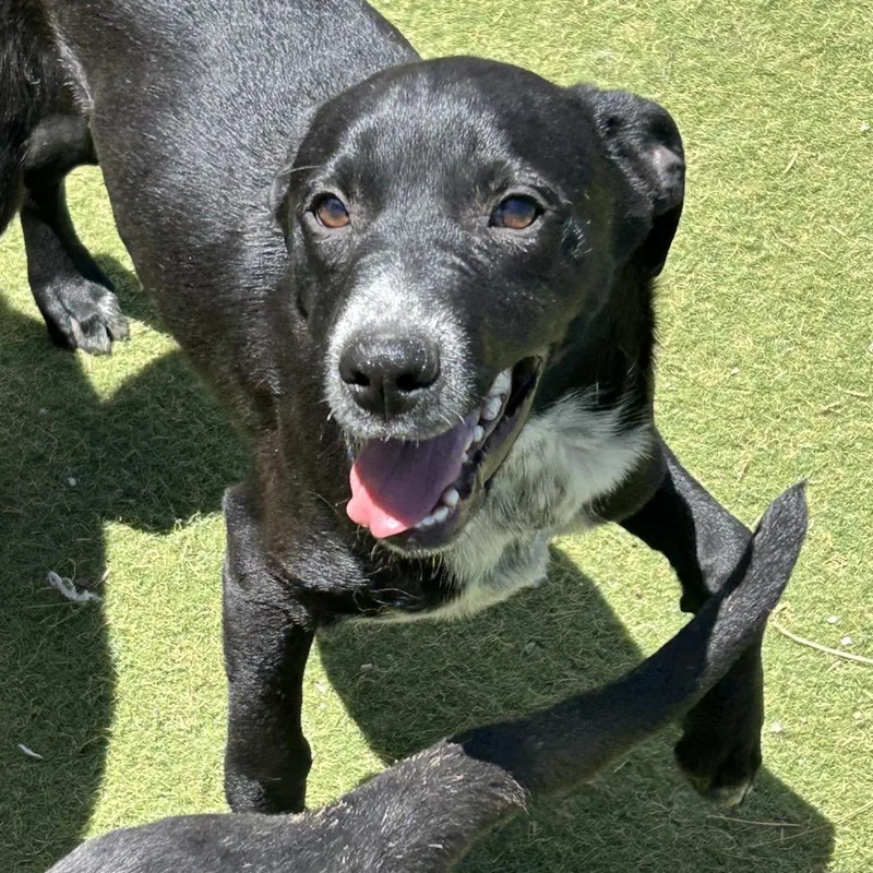 A young small-sized male Black Mixed Breed dog named Mogget Butler Campus for adoption in Flagstaff, AZ
