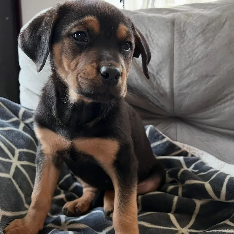 A baby large-sized female Tricolor (Brown, Black, & White) Rottweiler dog named Bremer for adoption in McHenry, IL