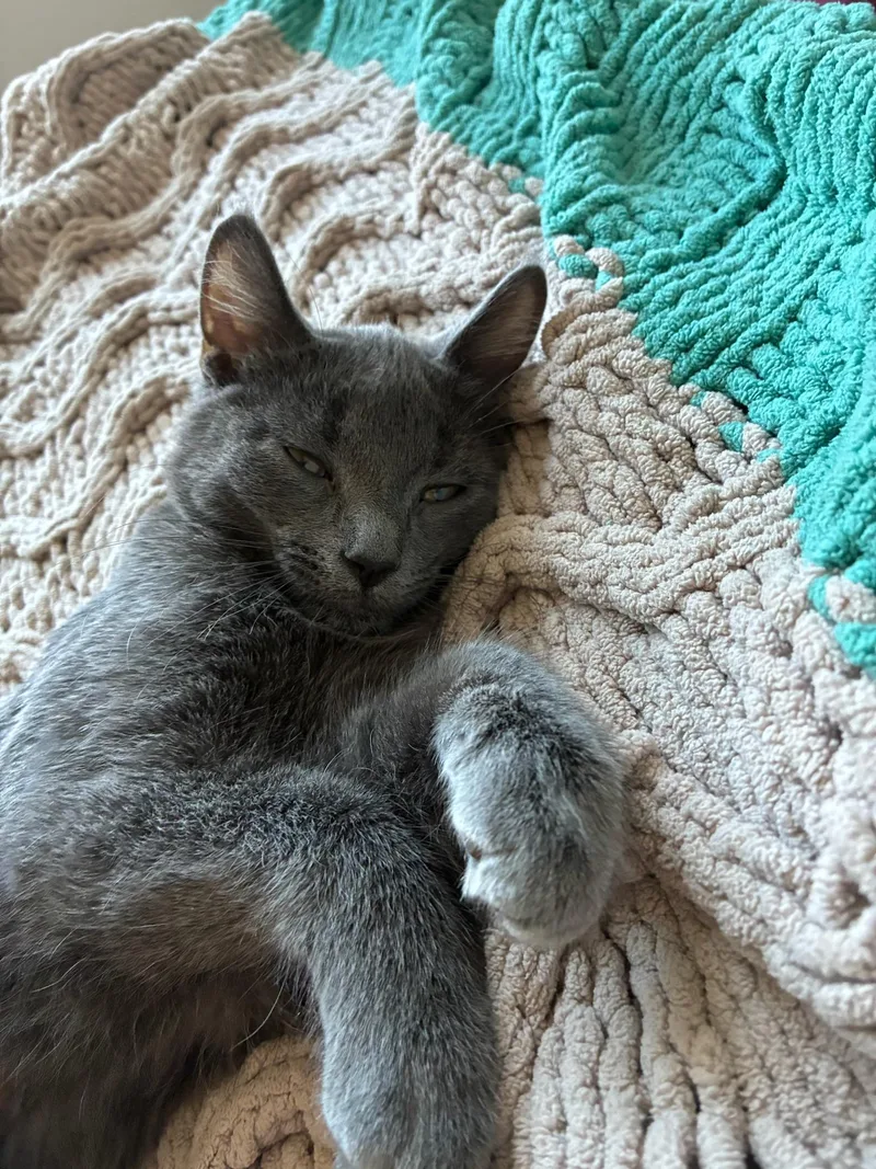 A young medium-sized male Gray / Blue / Silver Domestic Short Hair cat named Hunter for adoption in Minneapolis, MN