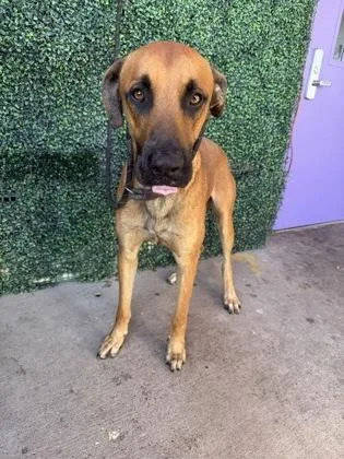 An adult extra large-sized male Brown / Chocolate Rhodesian Ridgeback dog named 61645488 for adoption in El Paso, TX