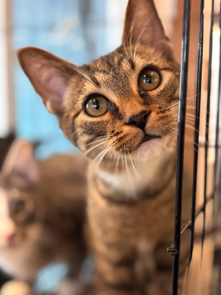 A young small-sized male Domestic Short Hair cat named Smoke for adoption in Lima, OH