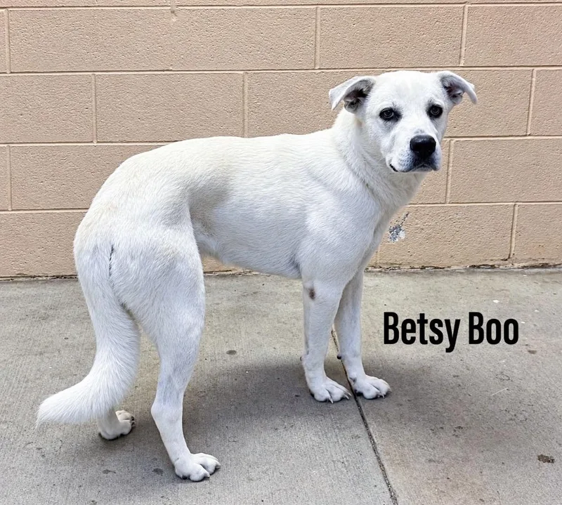Betsy Boo