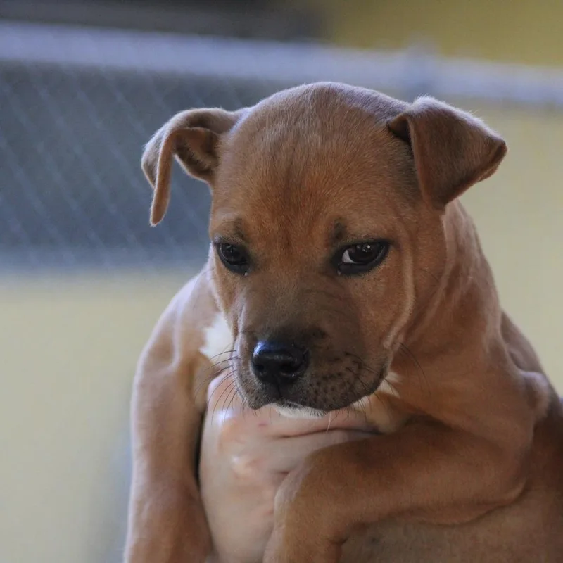 A baby small-sized male Yellow / Tan / Blond / Fawn Mixed Breed dog named Beetle for adoption in Valley, AL