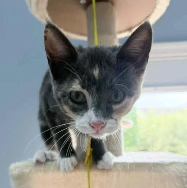 A baby medium-sized female Dilute Calico Domestic Short Hair cat named Aurora for adoption in Breinigsville, PA