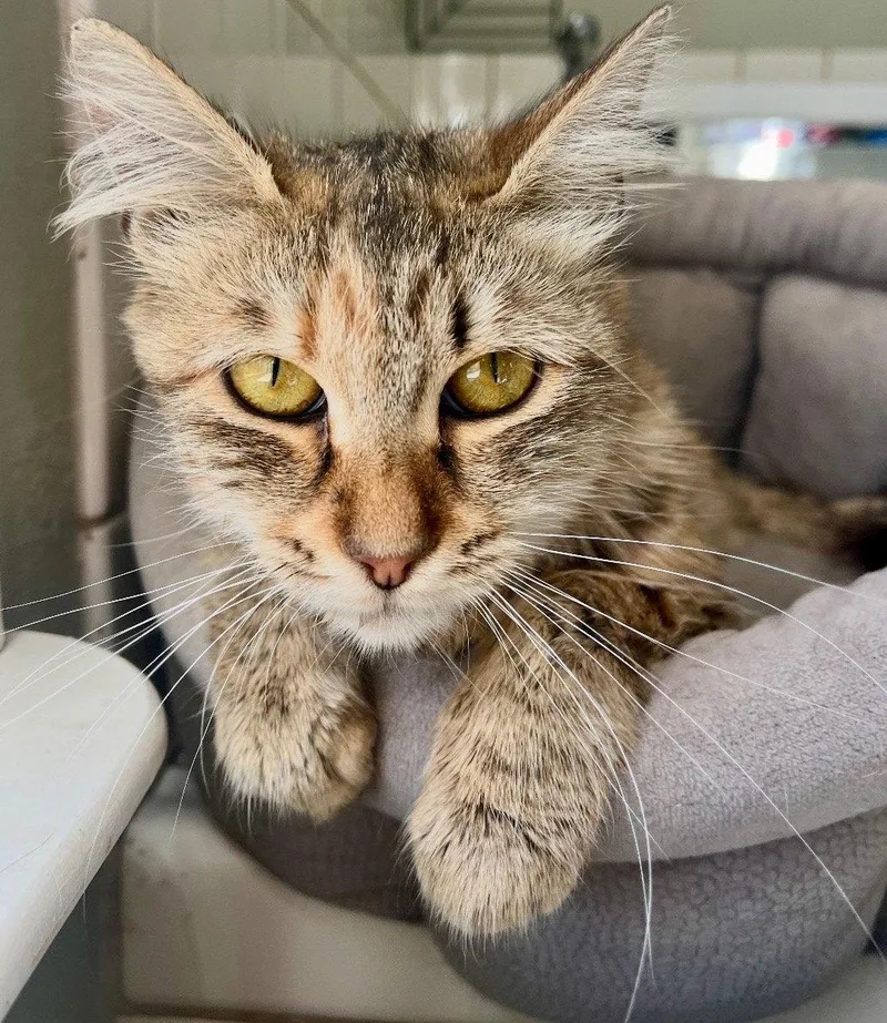 An adult medium-sized female Domestic Medium Hair cat named Olive for adoption in Sonora, CA