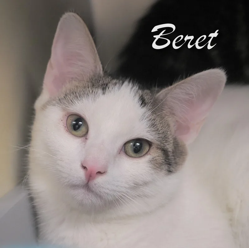 A young medium-sized female Tabby (Tiger Striped) Tabby cat named Beret for adoption in Cape May Court House, NJ
