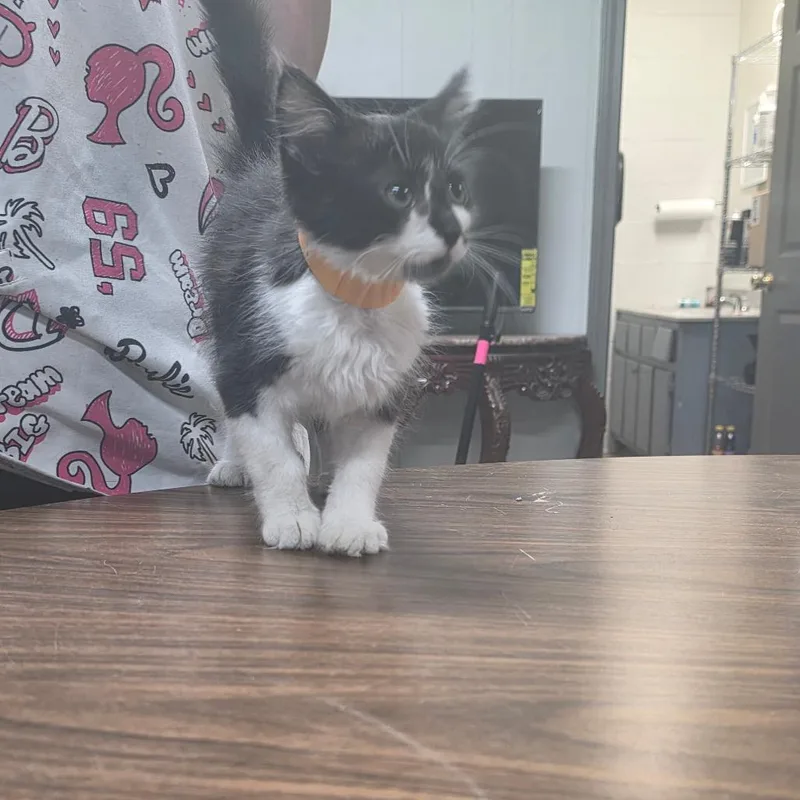 A baby small-sized male Black Domestic Short Hair cat named Johnathan for adoption in Clanton, AL