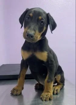 A baby large-sized male Black Doberman Pinscher dog named 60794356 for adoption in El Paso, TX