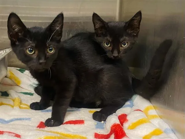 A baby small-sized male Domestic Short Hair cat named Gonzo for adoption in Tustin, CA